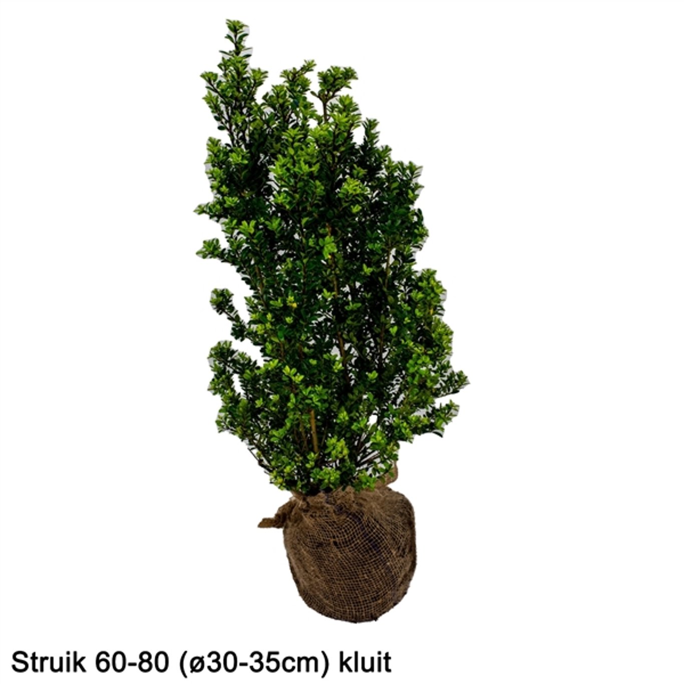 Ilex crenata 'Dark Green'® - 60-80 CM RB